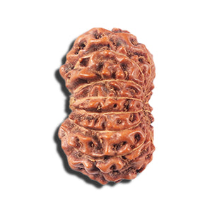 14 mukhi Indonesian Rudraksha -  Bead No. 351