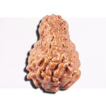 Load image into Gallery viewer, 14 mukhi Indonesian Rudraksha -  Bead No. 352
