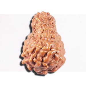 14 mukhi Indonesian Rudraksha -  Bead No. 352