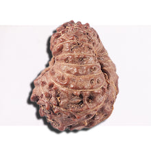 Load image into Gallery viewer, 14 mukhi Indonesian Rudraksha -  Bead No. 353
