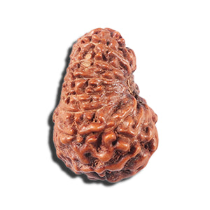 14 mukhi Indonesian Rudraksha -  Bead No. 354