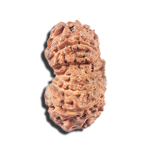 14 mukhi Indonesian Rudraksha -  Bead No. 355