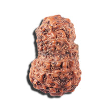 Load image into Gallery viewer, 14 mukhi Indonesian Rudraksha -  Bead No. 356
