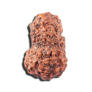 14 mukhi Indonesian Rudraksha -  Bead No. 356