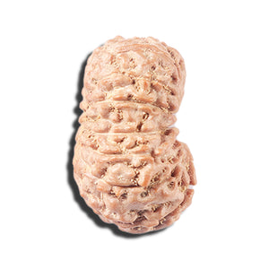 14 mukhi Indonesian Rudraksha -  Bead No. 357