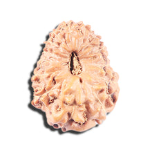 Load image into Gallery viewer, 14 mukhi Indonesian Rudraksha -  Bead No. 346
