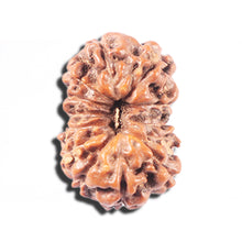 Load image into Gallery viewer, 14 mukhi Indonesian Rudraksha -  Bead No. 347
