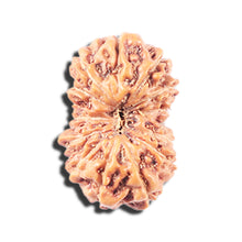 Load image into Gallery viewer, 14 mukhi Indonesian Rudraksha -  Bead No. 349
