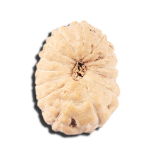 Load image into Gallery viewer, 14 mukhi Indonesian Rudraksha -  Bead No. 350
