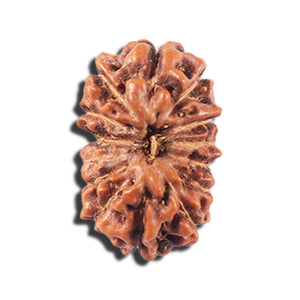 14 mukhi Indonesian Rudraksha -  Bead No. 351