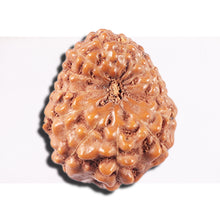 Load image into Gallery viewer, 14 mukhi Indonesian Rudraksha -  Bead No. 352
