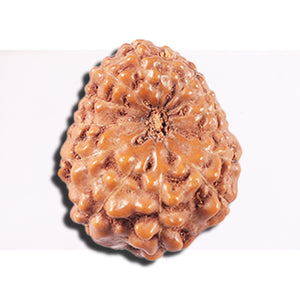 14 mukhi Indonesian Rudraksha -  Bead No. 352