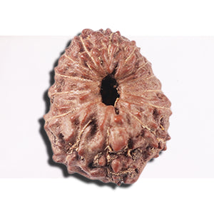 14 mukhi Indonesian Rudraksha -  Bead No. 353