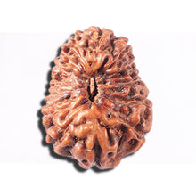 Load image into Gallery viewer, 14 mukhi Indonesian Rudraksha -  Bead No. 354
