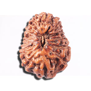 14 mukhi Indonesian Rudraksha -  Bead No. 354