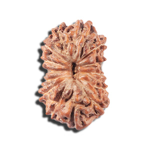 14 mukhi Indonesian Rudraksha -  Bead No. 355