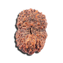 Load image into Gallery viewer, 14 mukhi Indonesian Rudraksha -  Bead No. 356
