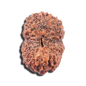 14 mukhi Indonesian Rudraksha -  Bead No. 356