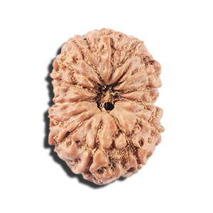 14 mukhi Indonesian Rudraksha -  Bead No. 357