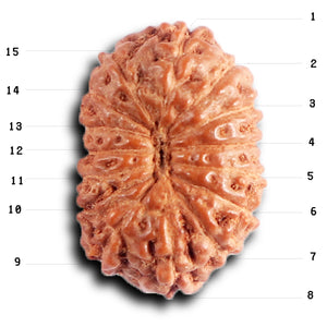 15 Mukhi Indonesian Rudraksha - Bead No. 261