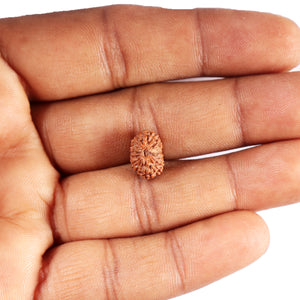 15 Mukhi Indonesian Rudraksha - Bead No. 261