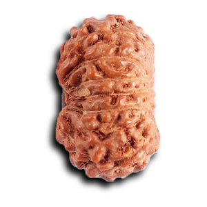 15 Mukhi Indonesian Rudraksha - Bead No. 261