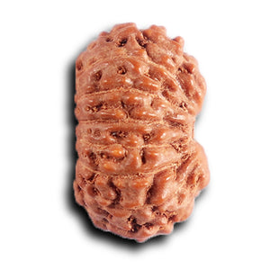 15 Mukhi Indonesian Rudraksha - Bead No. 261