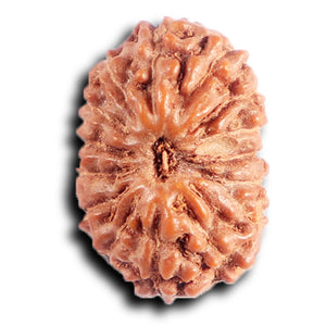 15 Mukhi Indonesian Rudraksha - Bead No. 261