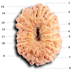 15 Mukhi Indonesian Rudraksha - Bead No. 262