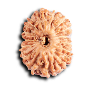 15 Mukhi Indonesian Rudraksha - Bead No. 262