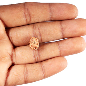 15 Mukhi Indonesian Rudraksha - Bead No. 262