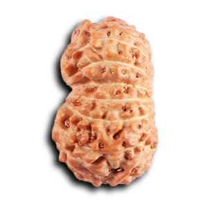 15 Mukhi Indonesian Rudraksha - Bead No. 262