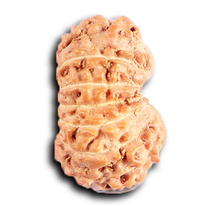 15 Mukhi Indonesian Rudraksha - Bead No. 262