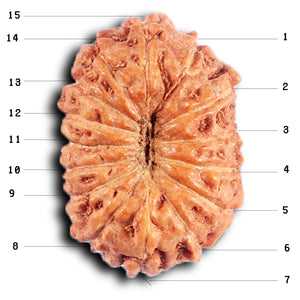 15 Mukhi Indonesian Rudraksha - Bead No. 263