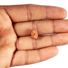 Load image into Gallery viewer, 15 Mukhi Indonesian Rudraksha - Bead No. 263
