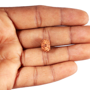 15 Mukhi Indonesian Rudraksha - Bead No. 263