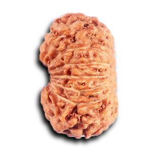 15 Mukhi Indonesian Rudraksha - Bead No. 263