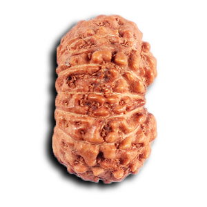 15 Mukhi Indonesian Rudraksha - Bead No. 263