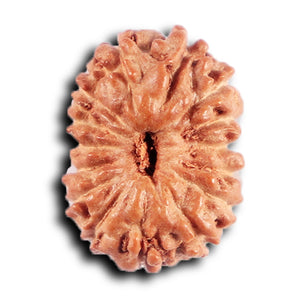 15 Mukhi Indonesian Rudraksha - Bead No.264