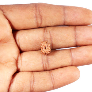 15 Mukhi Indonesian Rudraksha - Bead No.264