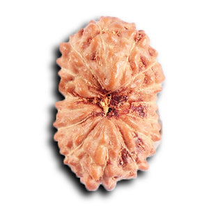 15 Mukhi Indonesian Rudraksha - Bead No. 265