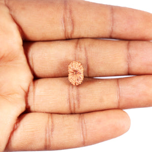 15 Mukhi Indonesian Rudraksha - Bead No. 265