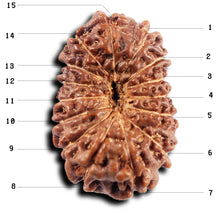 Load image into Gallery viewer, 15 Mukhi Indonesian Rudraksha - Bead No. 267
