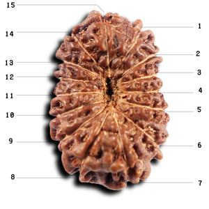 15 Mukhi Indonesian Rudraksha - Bead No. 267