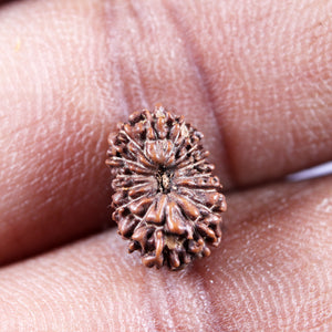 15 Mukhi Indonesian Rudraksha - Bead No. 267