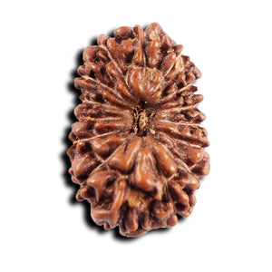 15 Mukhi Indonesian Rudraksha - Bead No. 267