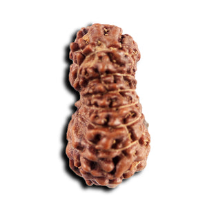 15 Mukhi Indonesian Rudraksha - Bead No. 267