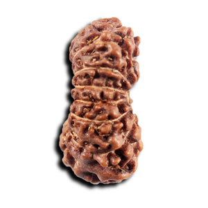 15 Mukhi Indonesian Rudraksha - Bead No. 267