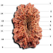 Load image into Gallery viewer, 15 Mukhi Indonesian Rudraksha - Bead No.268
