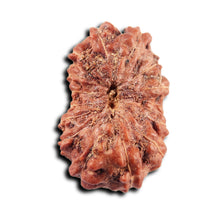 Load image into Gallery viewer, 15 Mukhi Indonesian Rudraksha - Bead No.268
